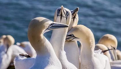 星空体育官方网站-中国女篮提前晋级2026年女篮世界杯正赛