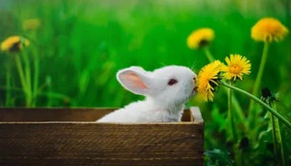 星空体育官方网站-中国女篮提前晋级2026年女篮世界杯正赛